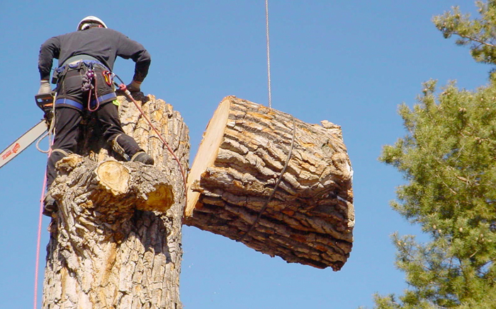 tree cutting